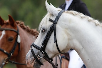 Lisenser og avgifter 2025